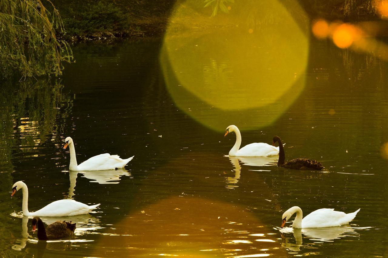 Lacul Verde Resort Πλοέστι Εξωτερικό φωτογραφία