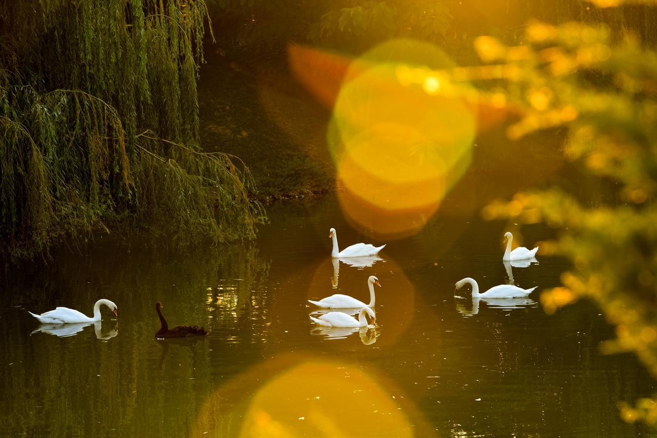 Lacul Verde Resort Πλοέστι Εξωτερικό φωτογραφία