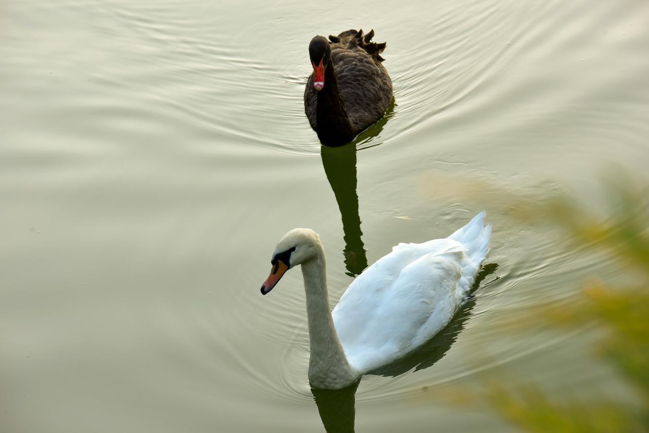 Lacul Verde Resort Πλοέστι Εξωτερικό φωτογραφία
