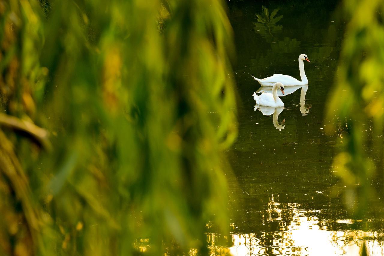 Lacul Verde Resort Πλοέστι Εξωτερικό φωτογραφία